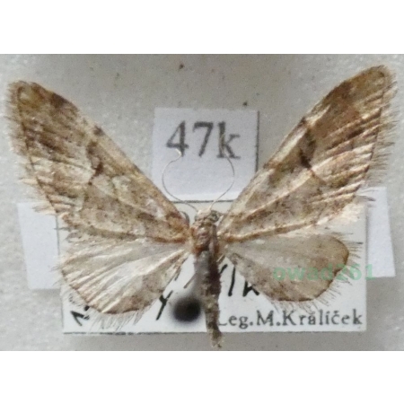 Eupithecia veratraria Herrich-Schäffer, 1848 Czech47k